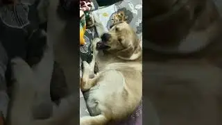 dramatic dog refusing to take a bath 🐾🐶🤦🏻&zwj;♀️