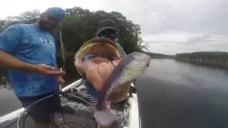 Catching A Nice Bass On A Big Swimbait - Cast-to-Catch