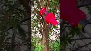 Smart tree branch cutting tool #shorts