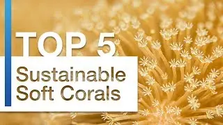 Top 5 Recommended Sustainable Soft Corals for Any Nano Reef Aquarium