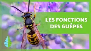 A QUOI SERVENT les GU&Ecirc;PES ? (4 fonctions ESSENTIELLES)