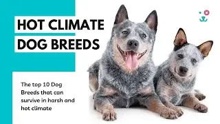 Top 10 dog 🐶 breeds which can adjust very well in HOT🔥 CLIMATE II Hot weather 🐕‍🦺dog breeds II