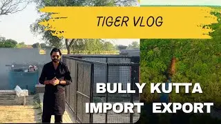 Bully kutta breeding new update