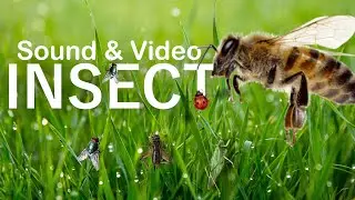 Animal Sounds Insect animals Butterfly, Flies, Bee, Ladybug, Cricket, Grasshopper