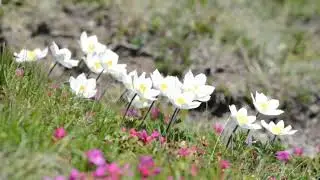 World's Most Beautiful 4K Video - Dolby Vision 4K 60 FPS HDR