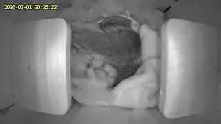 A young lady has moved into the box currently(Adventures with Carvers ) 👀🐿️.(day 2/1/26 video )