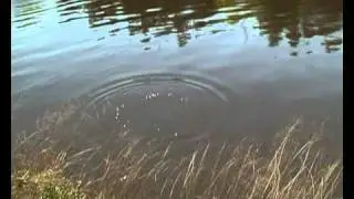 Ridding the Bidgee of Carp