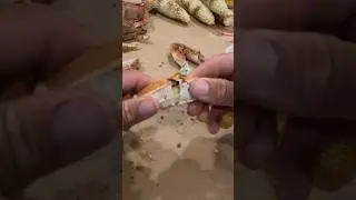 How to eat crabs #bodkinpointseafood #fvsoutherngirl #youaintnocrabber #bluecrabs #tipsandtricks