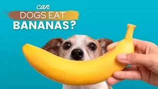 CUTE DOG EATING BANANA IN SEA BEACH | #shorts