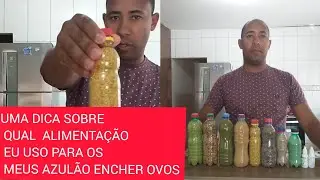 QUAL ALIMENTA&Ccedil;&Atilde;O EU USO PARA OS MEUS AZUL&Atilde;O ENCHER OVOS