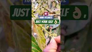 How to pollinate avocado tree🥑with out bee's /no bee's 🐝#gardening #polination #avocado
