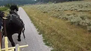 Yellowstone Coach