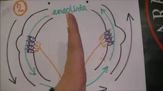 Vestibular