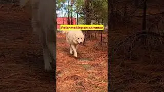 Apolar Making an Entrance 🐺🔥 #LGD #WorkingDog #FarmDogs #LivestockGuardianDog #GreatPyrenees