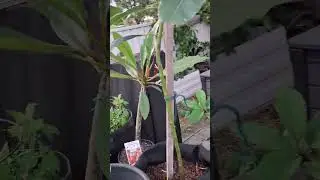 Garden clean up! Still getting heaps of fruit 🙏 #jamaica #youtubeshorts #youtube #fruit #vegetables
