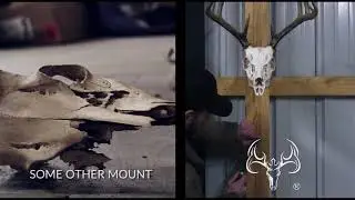 European skull mount hanger with secure mounting