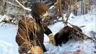 Wolverine and White Wolf Caught Within 20 Yards of Each Other