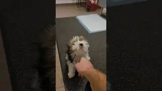 Idę dalej spać #puppy #pets