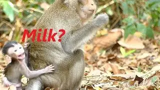 Poor Alba Hungry Cry&Crying Milk | Mother Hungry No Feeding Baby | Monkey Crying