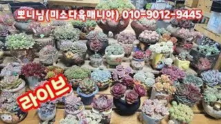 💥[2월 1일 라이브] 뽀니님(미소다육매니아)010-9012-9445(카드가능) 예뻐요~♡