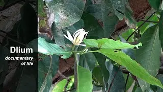 Белая чампака (Magnolia alba)