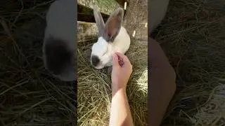 The Most Adorable Moment on the Farm #rabbit #farmlife #asmr #villagelife #animals