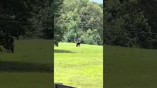 Big buck with the horses&hellip; 🦌#bucks #outdoors #alabama #deerhunting #weouthere #nature #horses