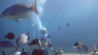 🌊 Dive into Adventure with Sea Trek Cozumel and OFF On The Go! 🌊