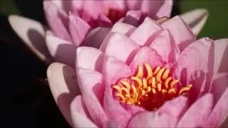 water lilies wonder time lapse