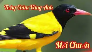 Chim Vàng Anh Hót Mồi Chuẩn,Tiếng Chim Vàng Anh Gọi Bầy Đàn Cực Hay.