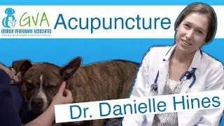 Veterinary Acupuncture by Georgia Veterinary Associates with Dr. Hines