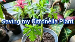 Saving My Citronella Plant