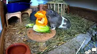 Our Guinea Pigs - Week 35