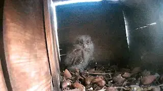 Die kleine Eule, die nicht ausfliegen wollte- Die Rückkehr der Zwergohreulen Teil 4
