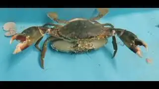 Male and female mud crab mating
