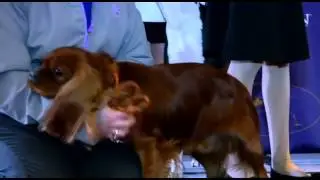 Westminster Kennel Club dog show preview