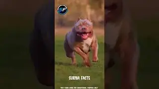 ⚠️🤯 3 Most Dangerous Dogs in the World! 🐶 #shorts #facts #factsintamil #tamilfacts #dog #dogshorts