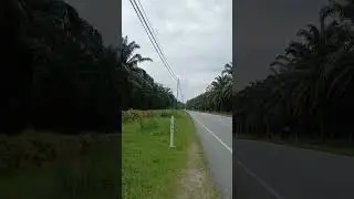 Oil Palms in Perak #malaysia Dec 2023