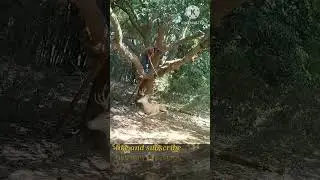 #animals #hunting #hunter #raindeer #wild #wild animal #shorts #short #video #videos #shortvideo