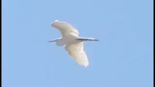 Great white egret heron makes a high journey east; California 92563