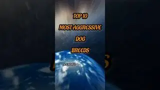 10 most AGGRESSIVE dog BREEDS in the WORLD