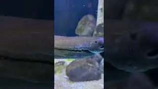 Have a Crocodile 🐊 fish /when opens mouth all will fall / subscribe
