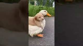 Смешни животни и хора.  забавни клипове       Best Funny Cute Cats Viral Clips Pet Animals Video😂
