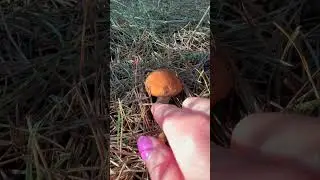 Suillus mushroom