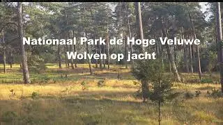 Wolven op jacht 31 augustus 2024