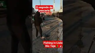 O segredo da pescaria no Rio Tejo 🇵🇹🎣