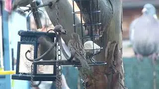 Sparrows fighting for pecking order