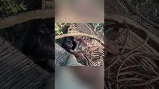 The man made a house on an ancient tree to avoid wild animals #survival #bushcraft #campping #build