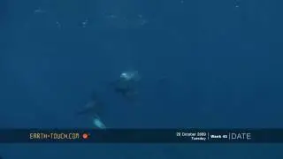 Bottlenose dolphins frolic in crystal-clear water