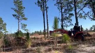 Limpiando el monte para pacas de pino